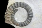 Three Devonian Anetoceras Ammonites - Morocco #68774-2